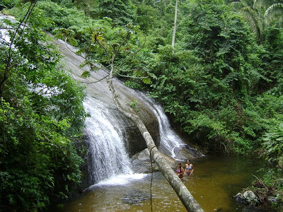 Resultado de imagen de BOSQUE ABIERTO
