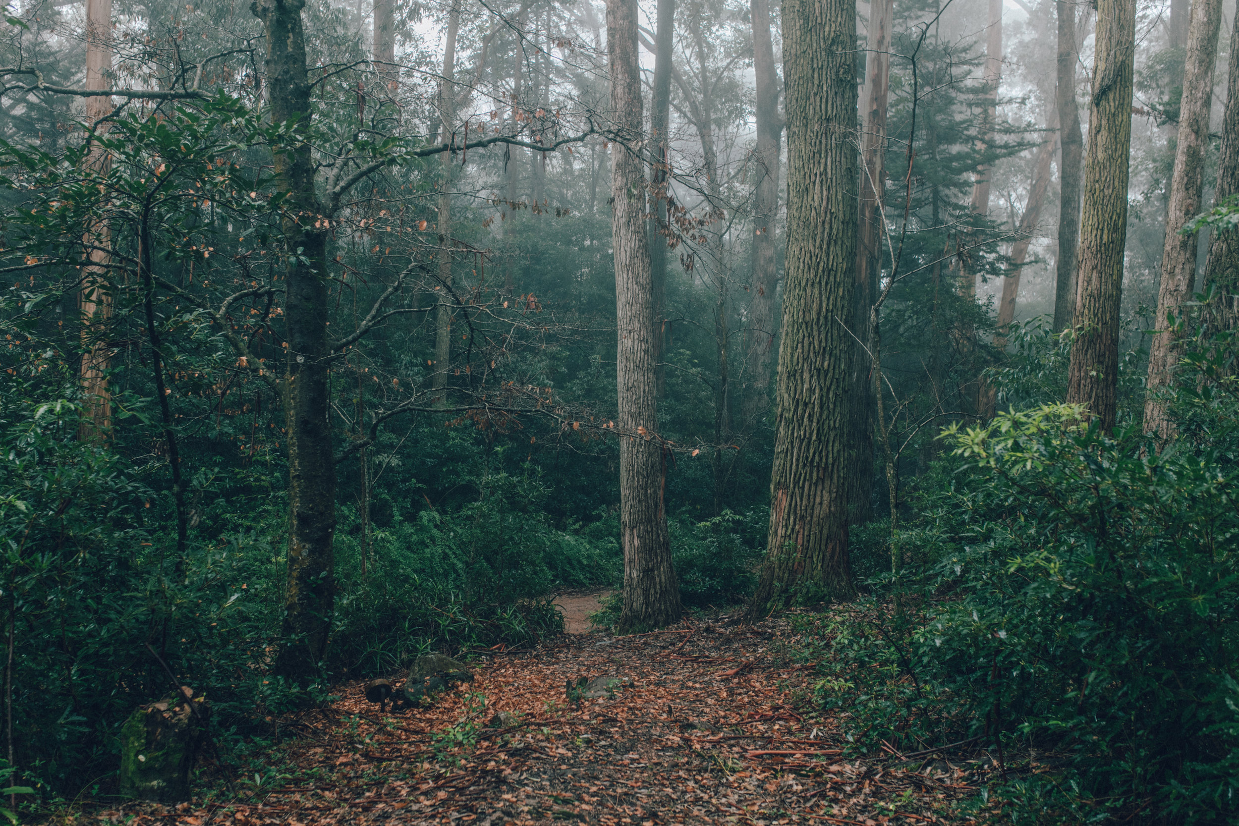 Resultado de imagen de BOSQUE ABIERTO